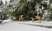 12 20 centimetri di neve nei prati, anche le mucche tornano a valle...